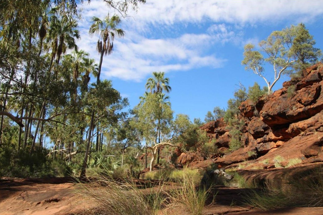 Palm Valley on the Alice to Perth route